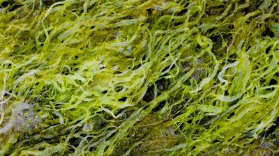 Seaweed