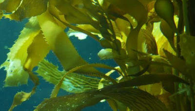 Sea Kelp