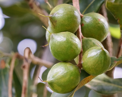 Macadamia Oil